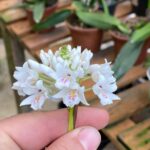 Neobenthamia Gracilis ''Orquídea Buquê de Noiva'' - COLEÇÃO