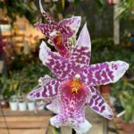 Beallara Big Shot ''Pink Panther'' - COLEÇÃO
