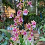 Oncidium Pacific Sunrise ''Hakalau'' - PERFUMADA