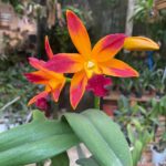 Cattleya Laelia Tropical Trick - COM FLOR