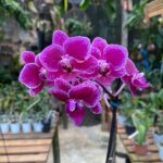 Phalaenopsis Honglin Vicky - COM FLOR