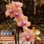 Phalaenopsis Allura Fragrans - AROMA CÍTRICO