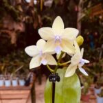 Phalaenopsis Yushan Moonight  - COLEÇÃO