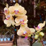 Phalaenopsis Anthura Lima - COM FLOR