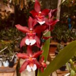 Hawaiian Wilsonara ''Salsa Ashley'' - COM FLOR