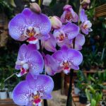 Phalaenopsis Leopard Prince - PINTALGADA