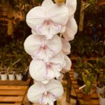 Phalaenopsis Manta Ambon Big Lip - COM FLOR