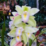 Cymbidium Sarah Jean