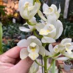 Cymbidium Yamanashi Liberty 'Easy Breezy'