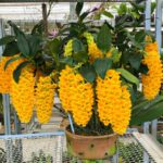 Touceira Dendrobium Densiflorum - PERFUMADA