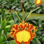 Psychopsis Mendenhall - Orquídea Mariposa