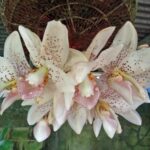 Stanhopea Horichiana - PERFUMADA