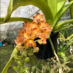 Vanda Rhynchostyllis Gigantea Peach (Yellow Orange) - PERFUMADA