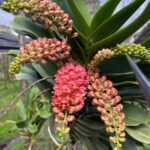 Vanda Rhynchostyllis Gigantea Orange - PERFUMADA