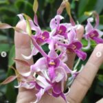 Dendrobium Rabbit Srima - RARÍSSIMO