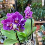 Phalaenopsis Violet Eye - COM FLOR