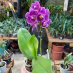 Phalaenopsis Violet Eye - COM FLOR