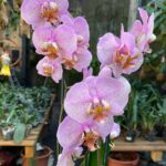 Phalaenopsis Leopard Prince - PINTALGADA