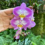 Phalaenopsis Anthura Split  - COM FLOR
