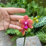Phalaenopsis Bronze Buddha (N°1) - PERFUMADA