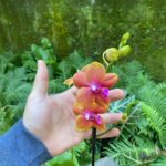 Phalaenopsis Bronze Buddha (N°2) - PERFUMADA