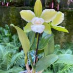 Cattleychea Siam Jade - PERFUMADA