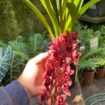Cymbidium Dorothy - COM FLOR