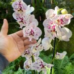 Phalaenopsis Lioulin Pretty Lip - COLEÇÃO
