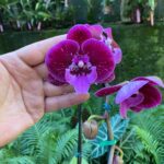 Phalaenopsis Anthura Manta Lembongan - COLEÇÃO