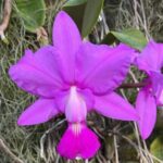 Walkeriana ''Baribu'' - PERFUMADA