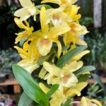 Dendrobium Stardust ''Chiyomi'' - COM FLOR