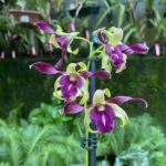 Dendrobium Carol Goo - RARÍSSIMO