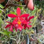 Epidendrum Vermelho Híbrido
