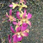 Dendrobium KGI - Coleção