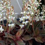 Ludisia Discolor ''Orquídea Pipoca'' - COLEÇÃO