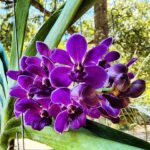 Vanda Rhynchostyllis Thailand Blue Boy - PERFUMADA