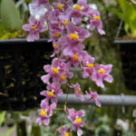 Oncidium Ornithorhynchum Sotoanum - COLEÇÃO