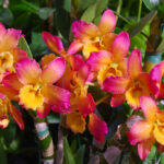 Dendrobium Smiley Fantasy - COLEÇÃO