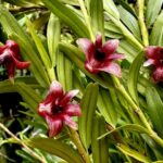 Dendrobium Erectifolium- RARÍSSIMO