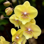 Phalaenopsis Big Lip Manta Palau -  COM FLOR