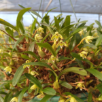 Maxillaria Cerifera