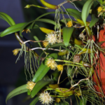 Bulbophyllum Odoratissimo - COLEÇÃO