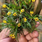 Christensonella Vernicosa