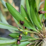 Pabstiella Conceicionensis