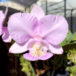C. Nobilior Olimpo DS