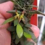 Anathallis Imbricata