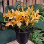 Dendrobium Stardust ''Fire Bird''