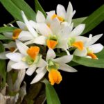 Dendrobium Sanderae x Scabrilingue