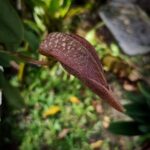 Bulbophyllum Fraudulentum - COLEÇÃO