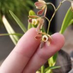 Encyclia Marxiana